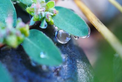 Close-up of water drops on plant