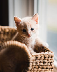 Cute beige kitten climbing out of a wicker basket.