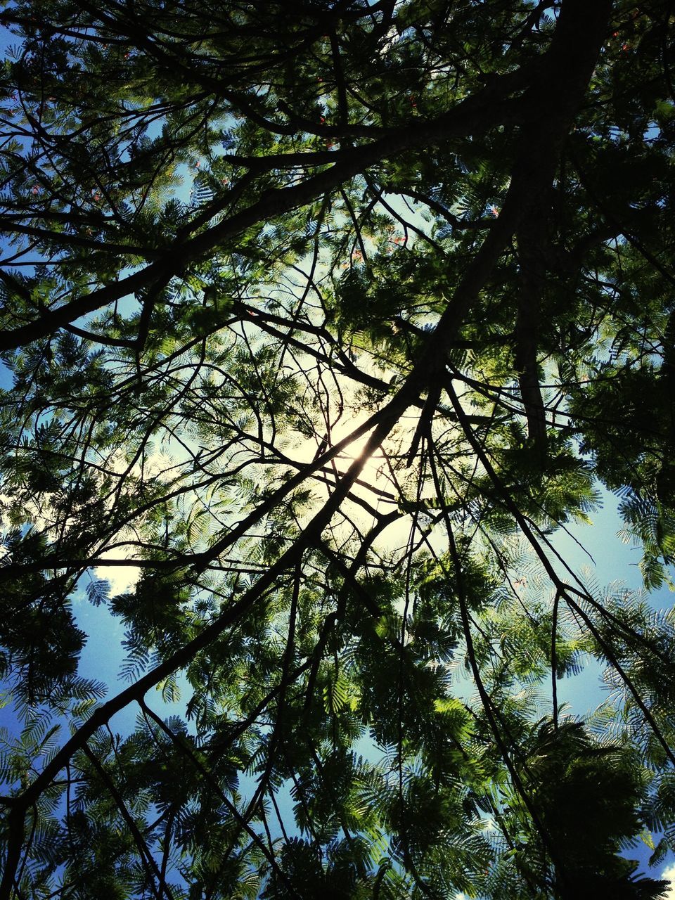 tree, low angle view, branch, growth, nature, tranquility, green color, beauty in nature, tree trunk, forest, backgrounds, day, sky, full frame, leaf, outdoors, no people, scenics, directly below, sunlight