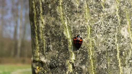 Close-up of ladybug on tree