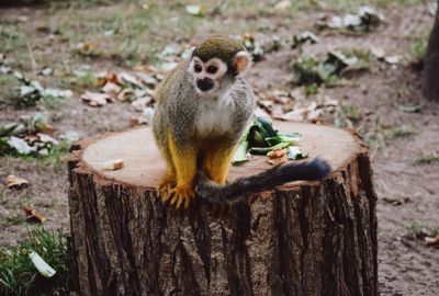 Close-up of monkey on tree trunk