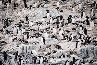 High angle view of birds on rock