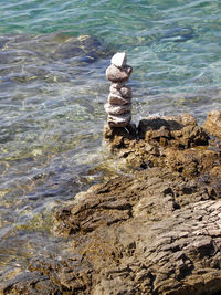 Dog on rock at beach