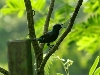 Bird perching on branch