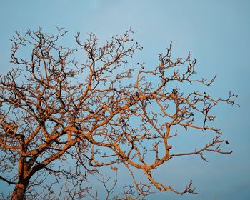 Low angle view of tree against clear sky