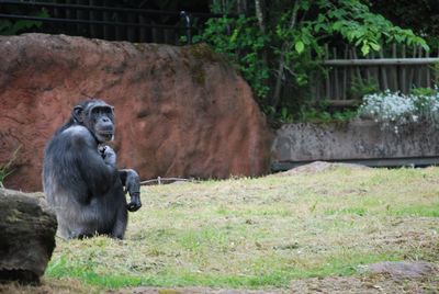 Monkey on stone wall