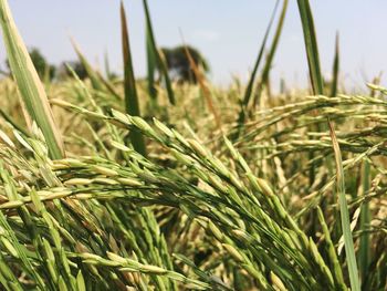 Close-up of wheat growing on field against sky