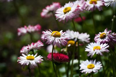 Close-up of flowers blooming outdoors