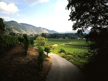 Road amidst trees and plants against sky