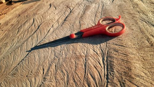 High angle view of a lizard on wood