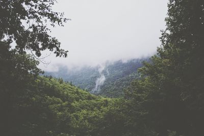 Scenic view of forest against cloudy sky