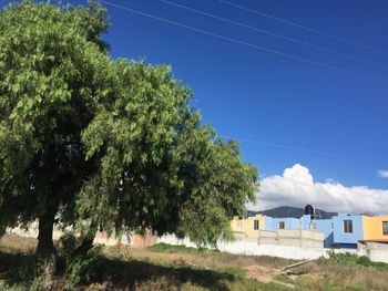 View of trees against blue sky