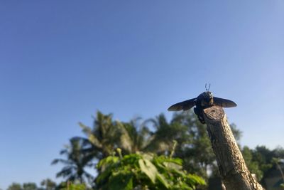 Low angle view of bird statue against clear sky