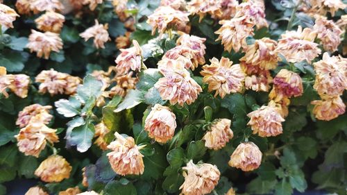 Close-up of flowers blooming outdoors