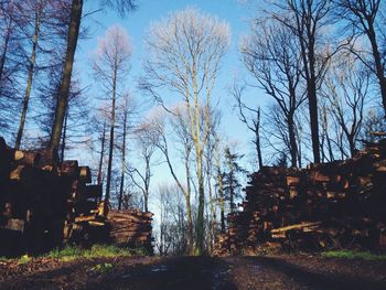 Bare trees against sky