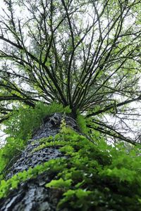 View of tree in forest