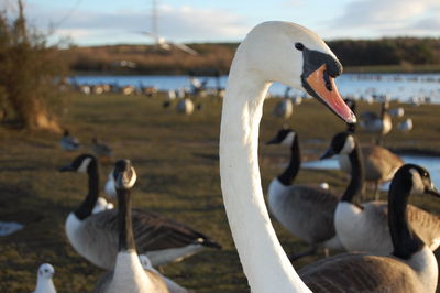 Swans in lake