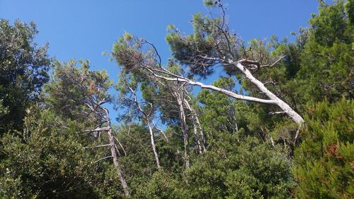 Trees growing in forest against clear blue sky