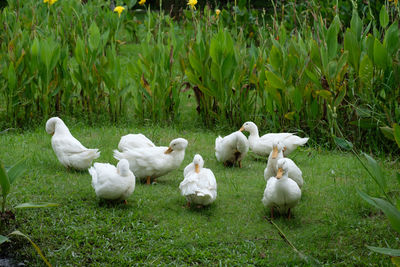 Flock of sheep in a field