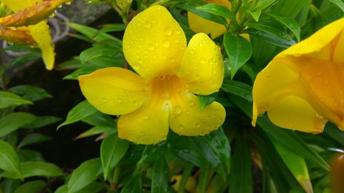 Close-up of yellow flowers