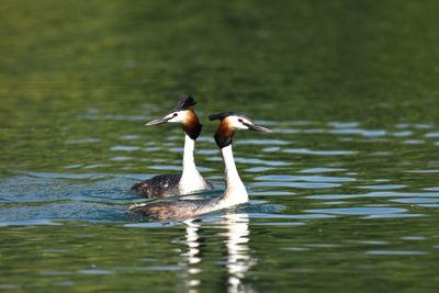 Duck drinking water