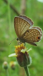 Close-up of butterfly perching on plant