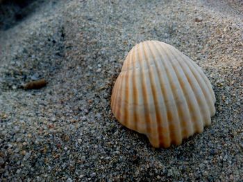 Close-up of seashell on sand