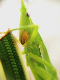 Close-up of green lizard on plant