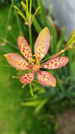 Close-up of flowering plant