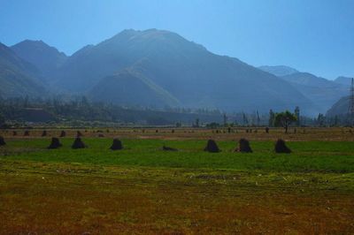 Scenic view of grassy field