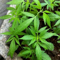 Close-up of fresh green plant