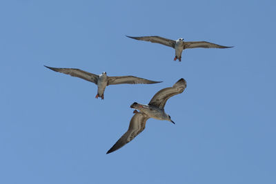 Low angle view of seagull flying in sky