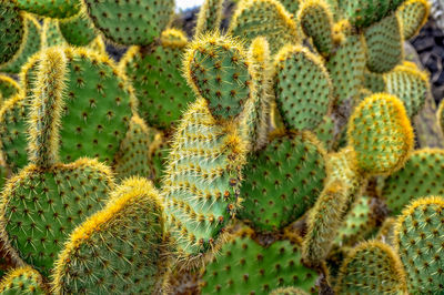 Full frame shot of prickly pear cactus