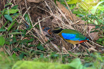 Close-up of bird on field