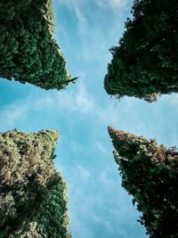 Low angle view of tree against sky