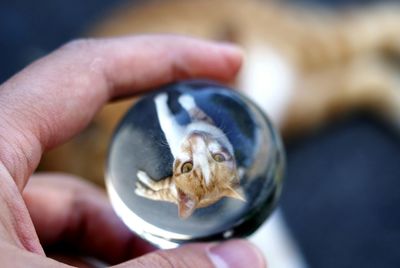 Cute cat reflected in small crystal object