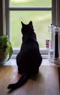 Cat sitting on table at home