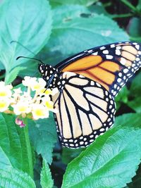 Close-up of butterfly pollinating on flower