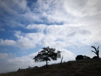 Low angle view of trees on field against sky