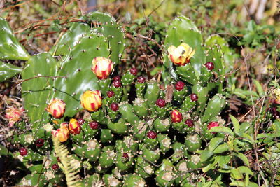 Close-up of berries on plant