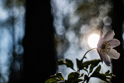 Close-up of flower against blurred background