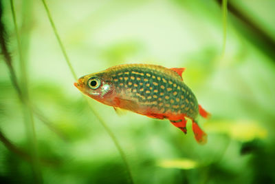 Close-up of fish swimming in aquarium