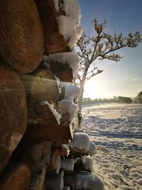 Frozen tree by sea against sky