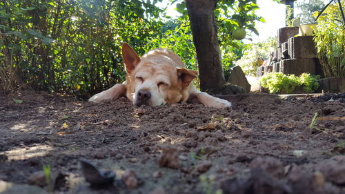 Portrait of dog relaxing on land