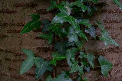 Close-up of ivy growing on plant