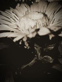 Close-up of flower blooming at night