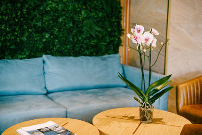 Potted plant on table by swimming pool