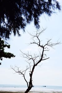 Bare tree by sea against sky