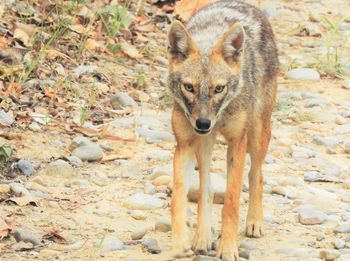 Portrait of lion on field