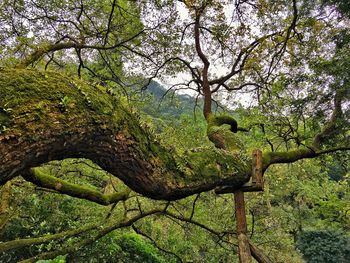 Low angle view of tree in forest